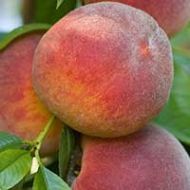 Contender Peach Tree