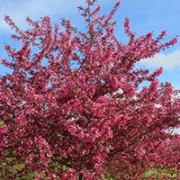 Spring Snow Crabapple Tree Liner