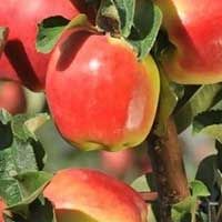 Ambrosia Apple Tree