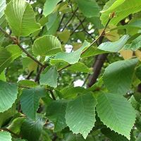 American Hornbeam Tree Liner