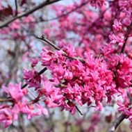 Appalachian Red Redbud Tree Liner