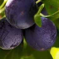 Black Ice® Plum Tree