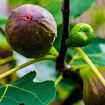 Fig Trees