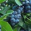 Blueberry Plants