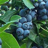 Assorted Blueberry Plants