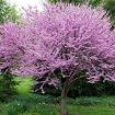 Redbud Tree Varieties