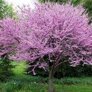 Eastern Redbud Tree Liner