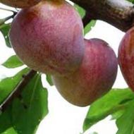 Elephant Heart Plum Tree