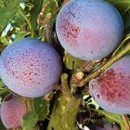 Flavor King Pluot® Tree