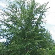 Frontier Elm Tree Liner