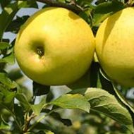 Golden Delicious Apple