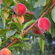 Harvester Peach Tree