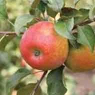 Honeycrisp Apple Tree