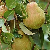 Kieffer Pear Tree