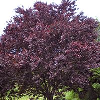 KV Plum Tree Liner