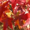 Sweetgum Tree Varieties