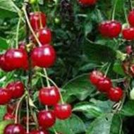 North Star Cherry Tree