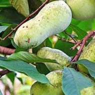 Pawpaw Tree