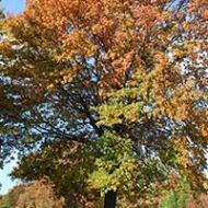 Cherry Bark Oak Tree Liner