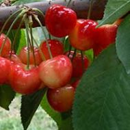 Rainier Cherry Tree