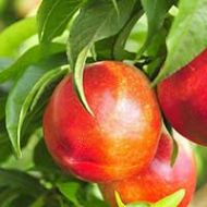 Red Gold Nectarine Tree