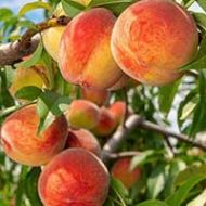 Reliance Peach Tree