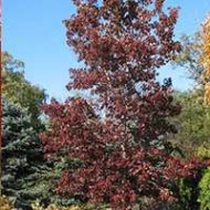 Rotundiloba Sweetgum Tree Liner