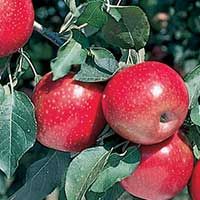 Zestar Apple Tree