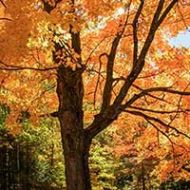 Sugar Maple Seedling