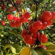 Surefire Cherry Tree