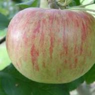 Wolf River Apple Tree